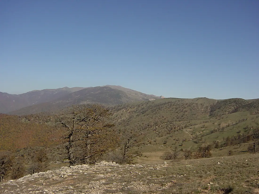 Cloud forest - Shahroud - panoramio