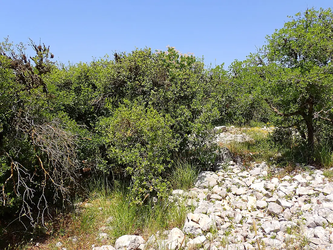 Ajloun Forest Reserve in Jordan kz02