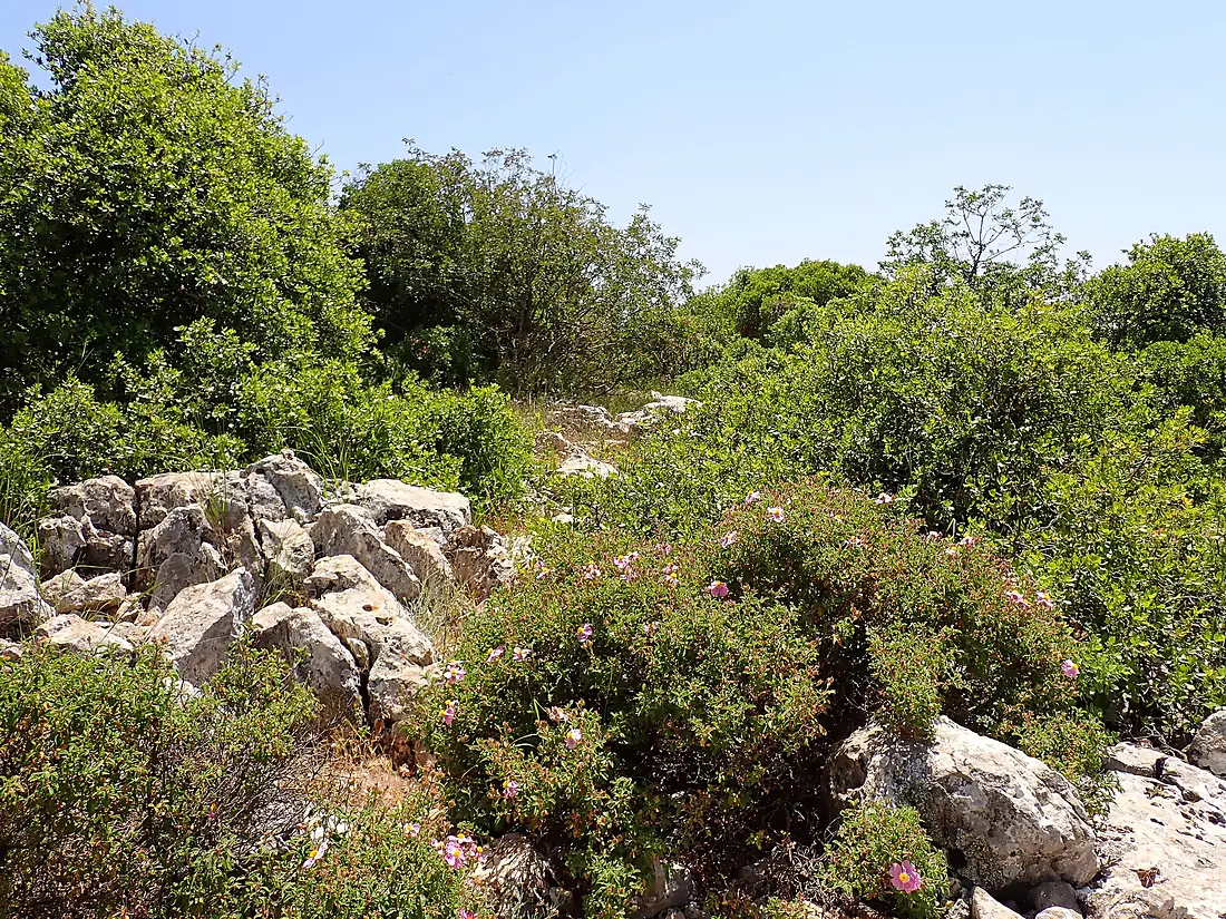 Ajloun Forest Reserve in Jordan kz03