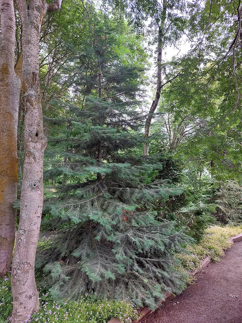 Abiesc.Akureyri