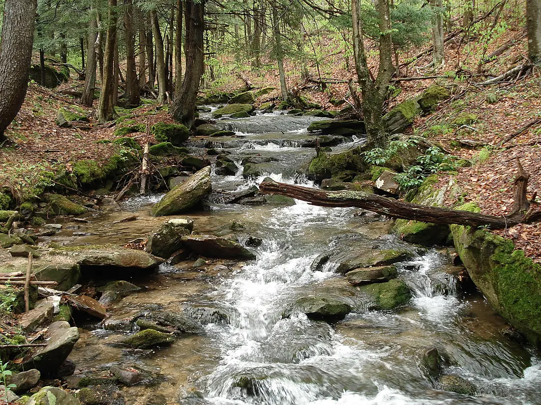 Minister Creek - Allegheny National Forest