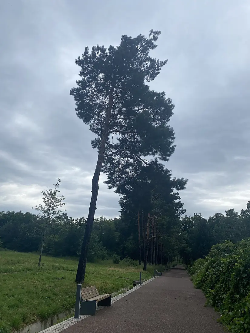 Almaty Botanical Garden - path 2022-06-15