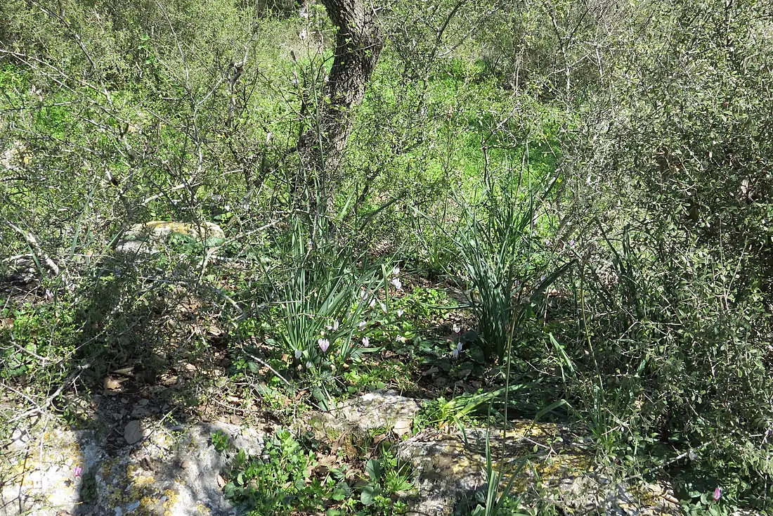 Alonei Abba 07