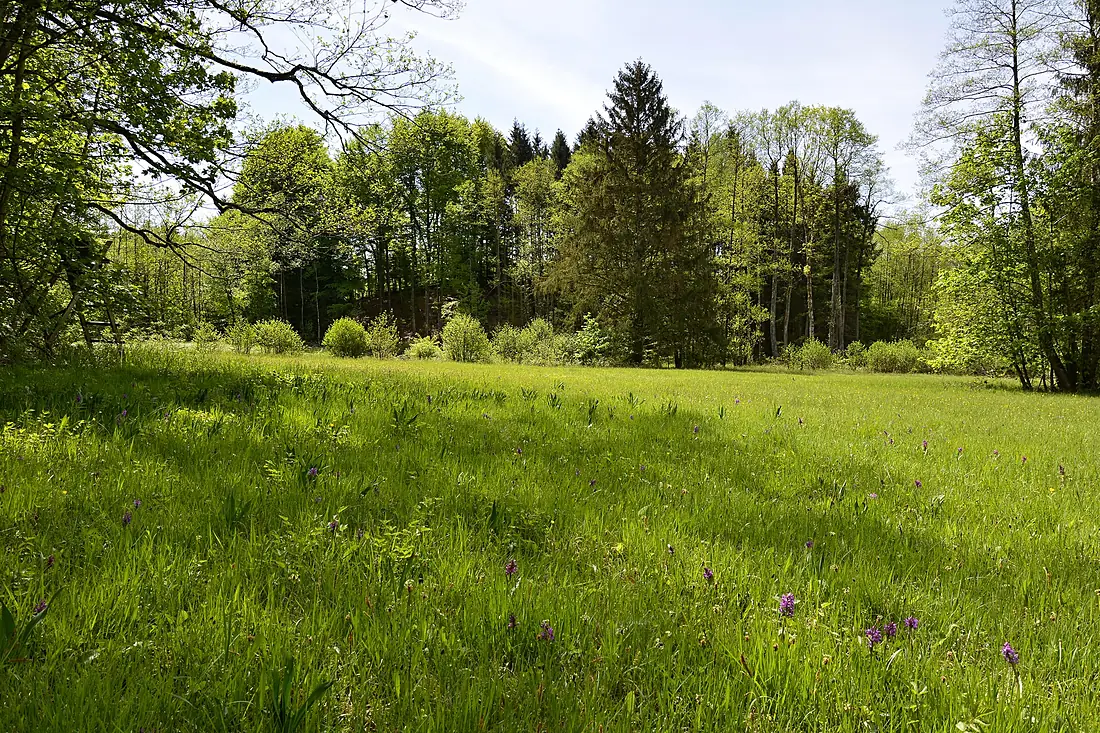 FFH-BW-RV-Altdorfer Wald-NWL-2