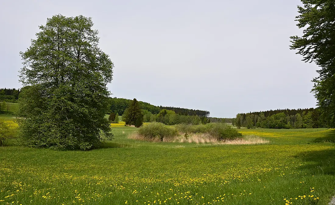 FFH-BW-RV-Gebiet Altdorfer Wald-NL7