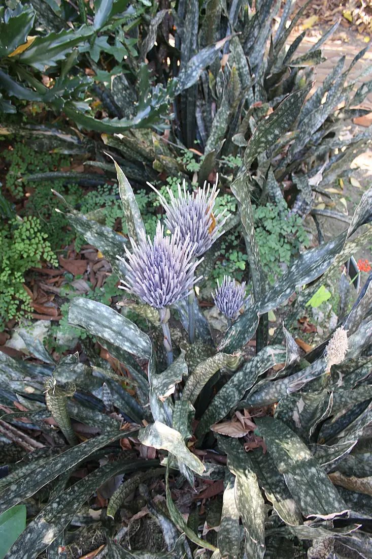 Andromeda Botanical Gardens 03