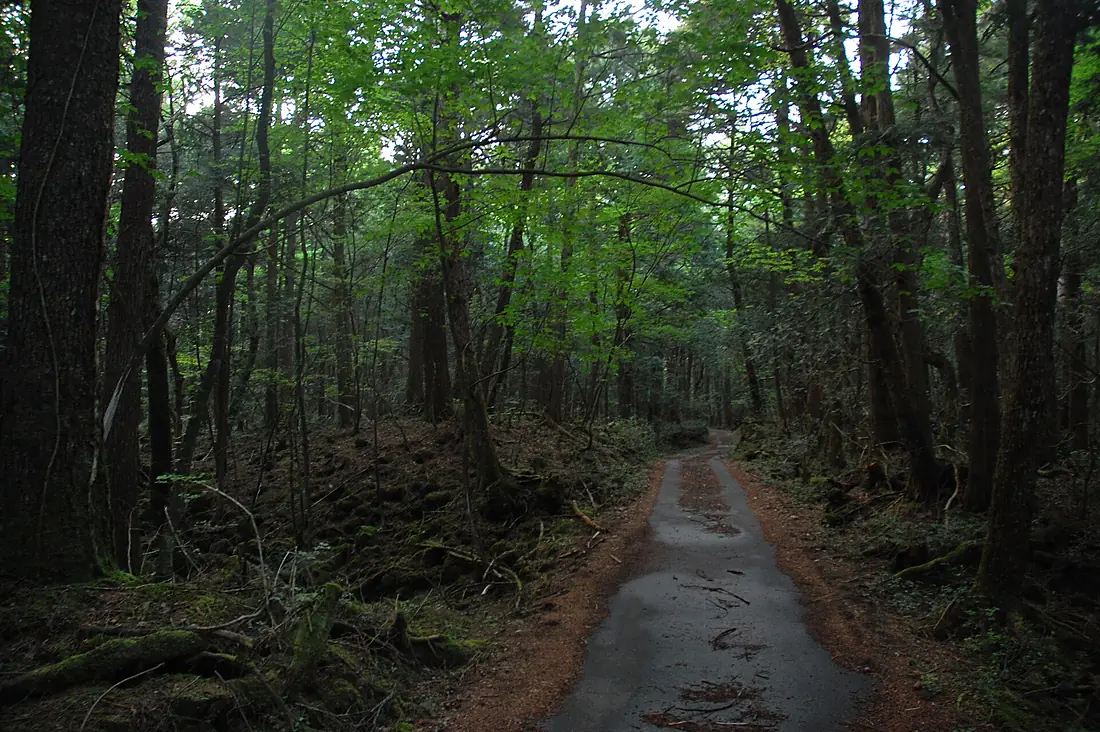 Aokigahara 05