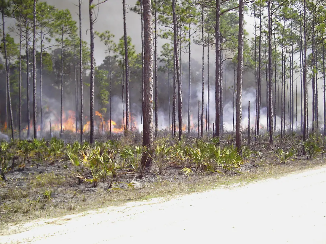 Big Bend Scenic Byway - Prescribed Fire in the Apalachicola National Forest - NARA - 7717299