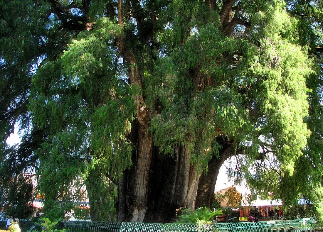 ArbordeTuleOaxaca MX