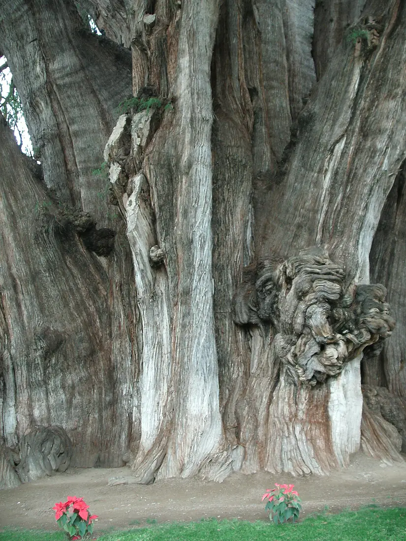 Arbol de Tule - panoramio