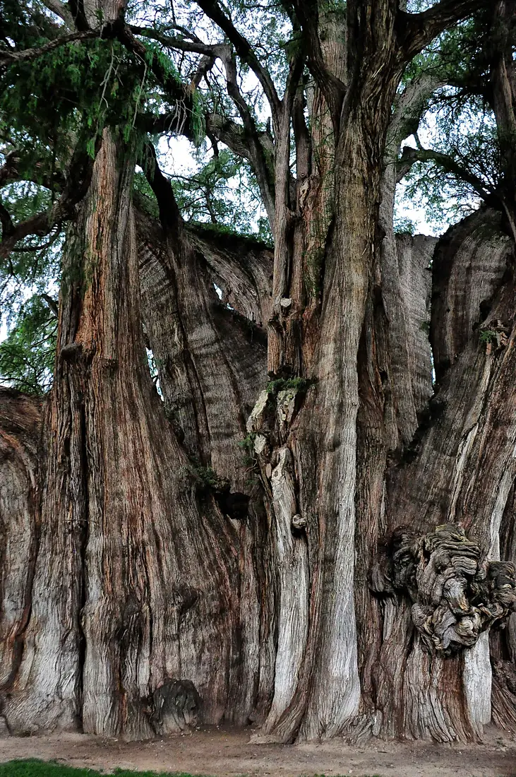 Arbol del Tule, Mexico (7413722476)