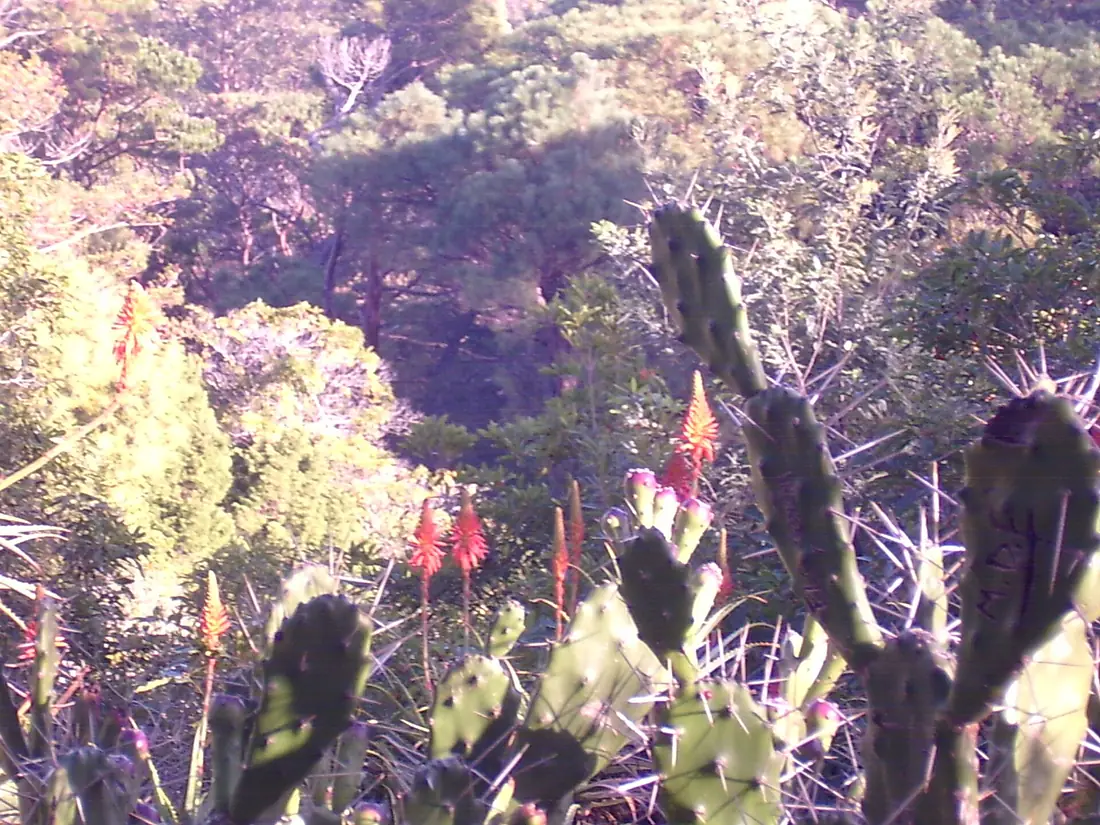 Adentrandoce en los jardínes- arboretum lussich