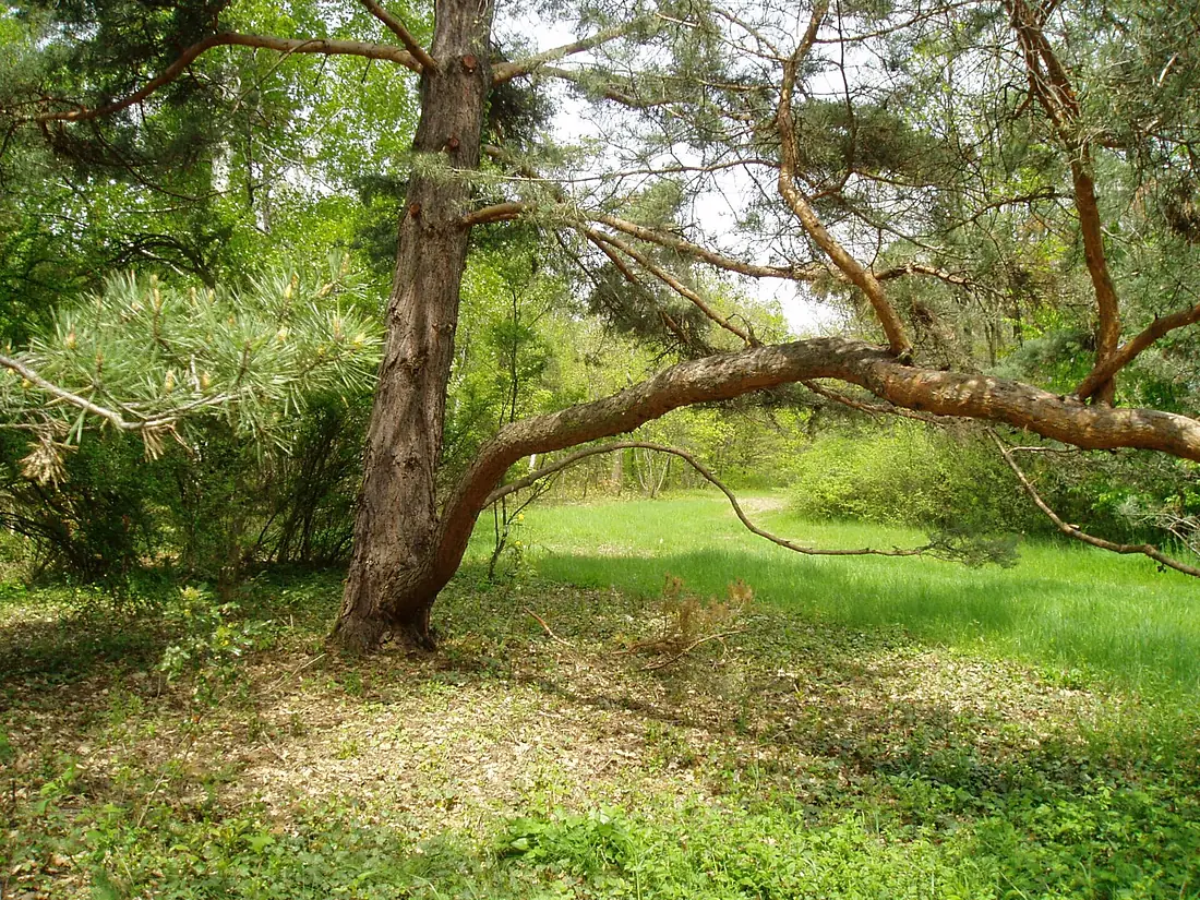 Arboretum-sk3