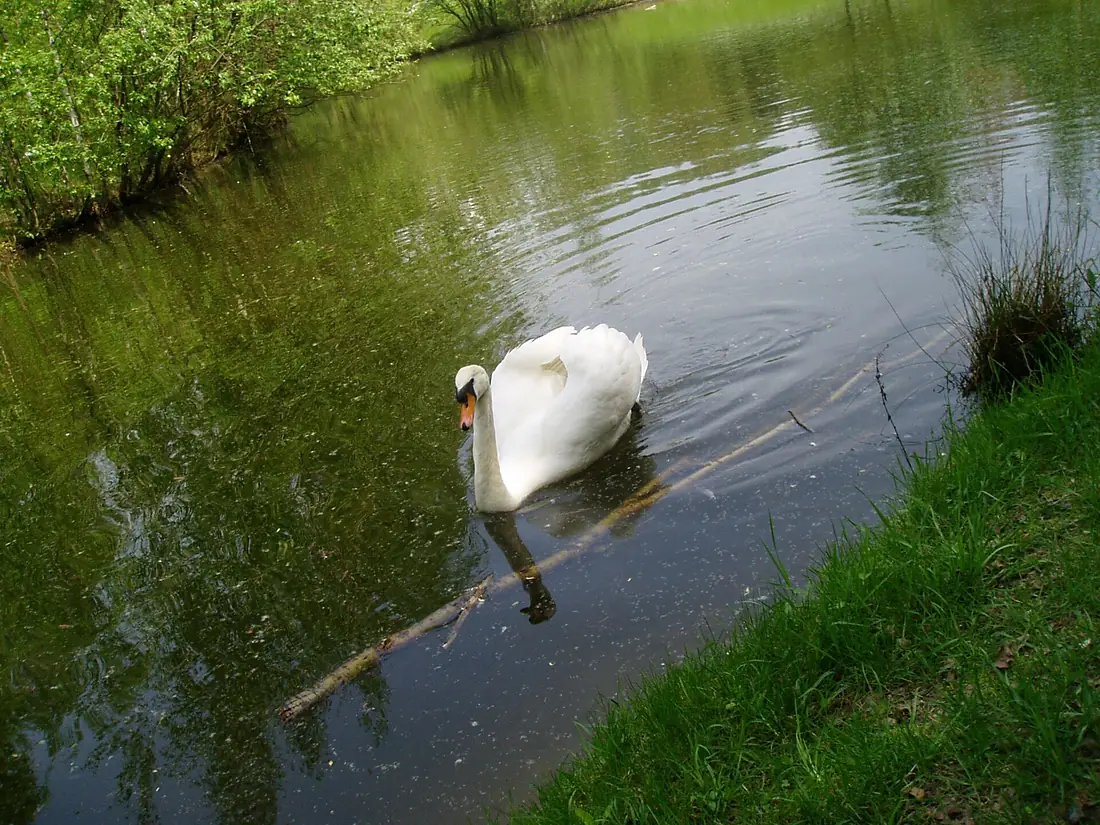 Arboretum-swan2