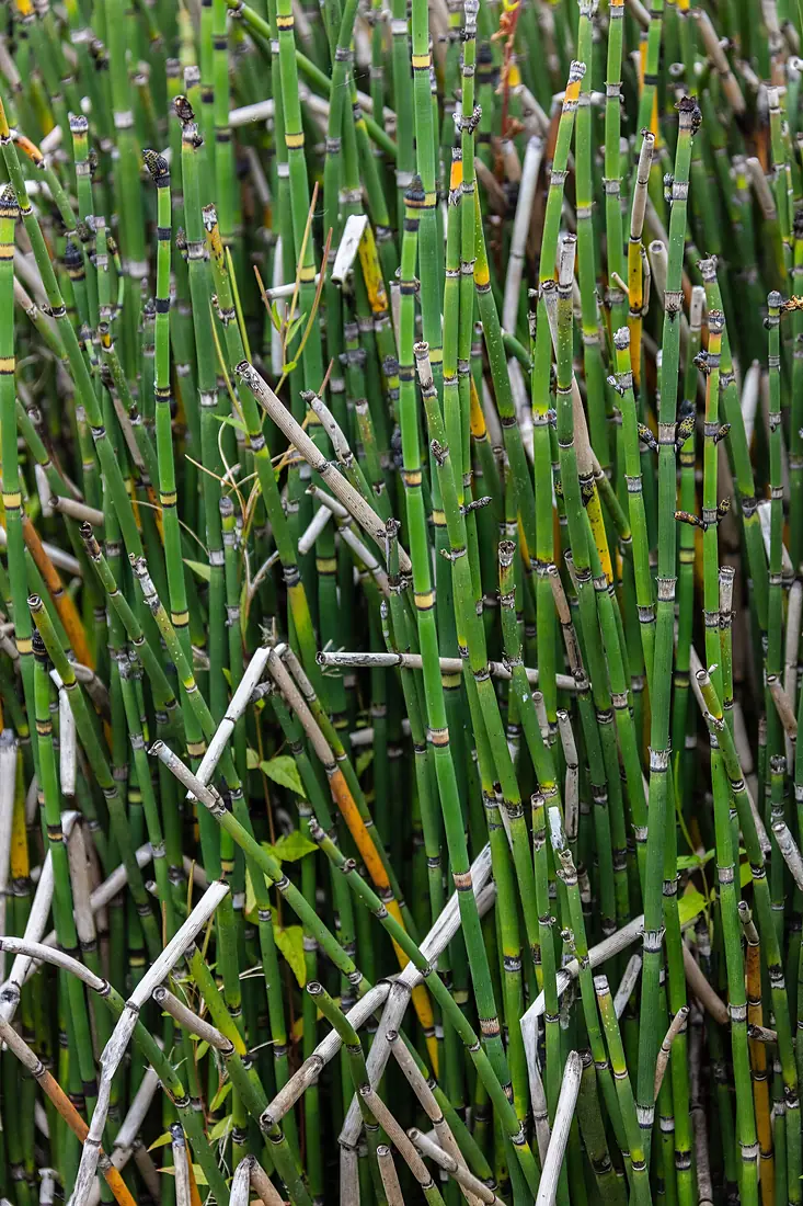 Equiseto de invierno (Equisetum hyemale), jardín botánico alpino-ártico, Tromsø, Noruega, 2019-09-04, DD 81