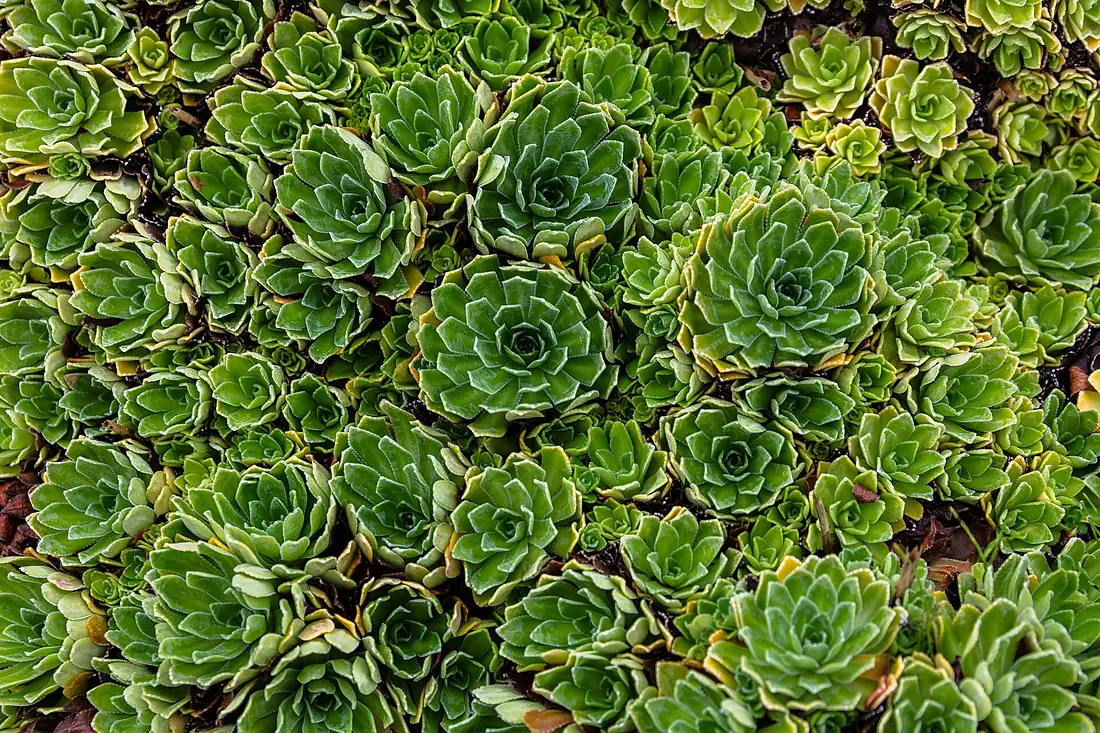 Saxifraga x gaudinii, jardín botánico alpino-ártico, Tromsø, Noruega, 2019-09-04, DD 77