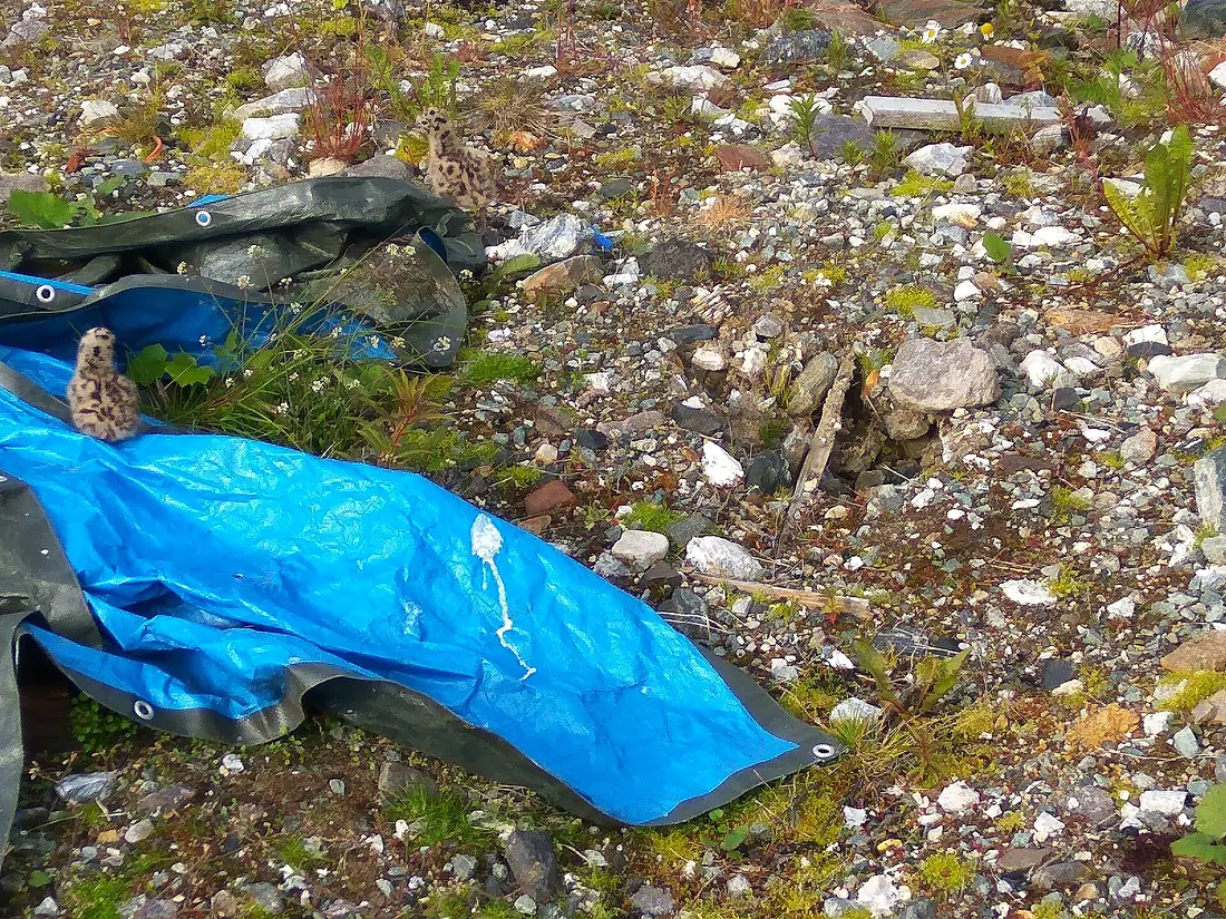 Arctic-Alpine Botanic Garden (Jul 2019) 01