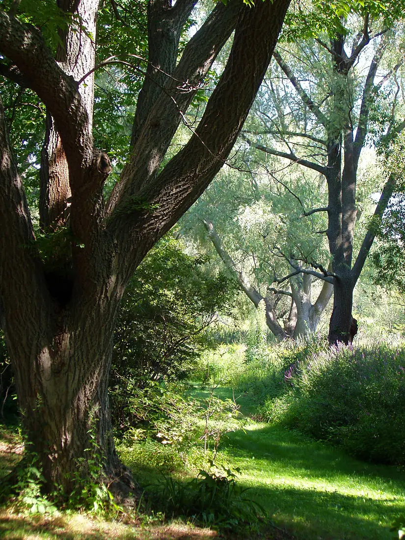 Arnold Arboretum - Aug 2005 (c)