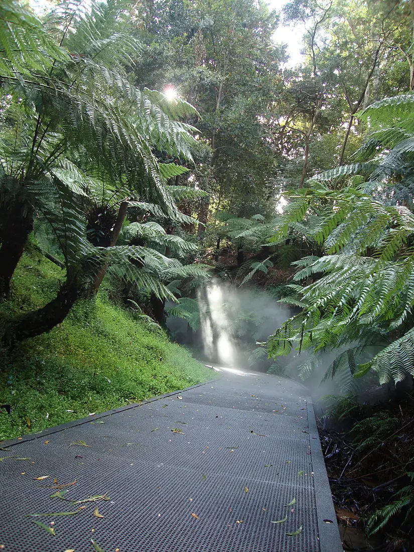 Australian National Botanic Gardens rainforest mist