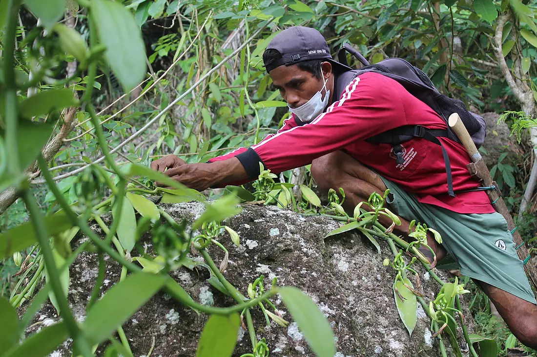 Kebun vanili