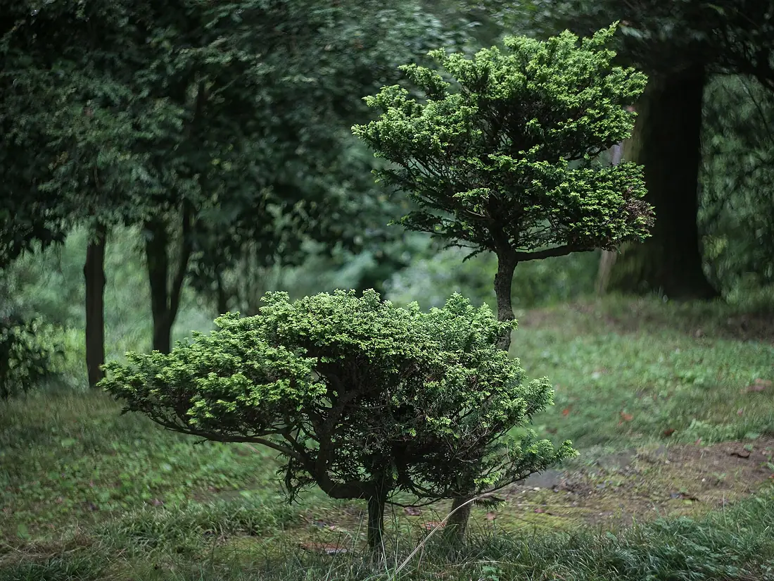 Georgia, Batumi Botanic Garden (20824866988)