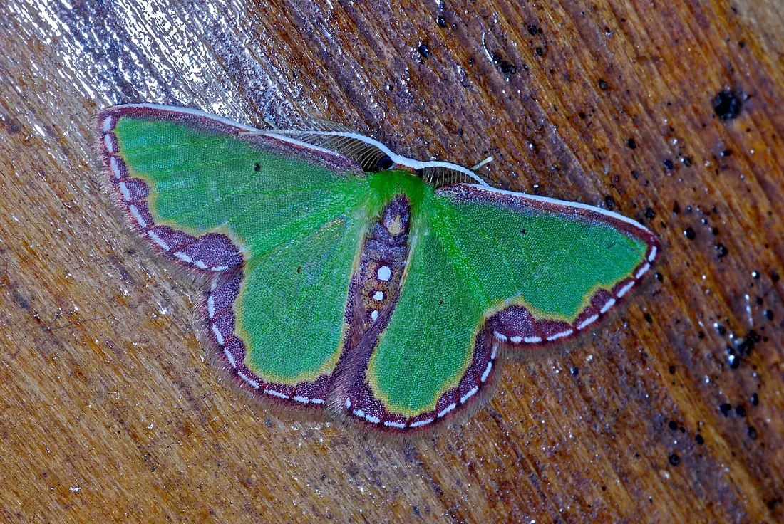 Geometrid Moth (Synchlora expulsata) (6788808485)