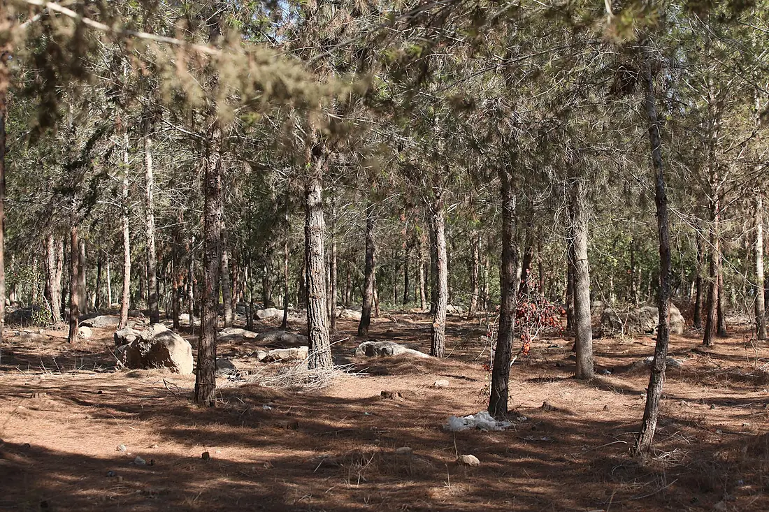 Israel Ben Shemen Forest (8115579714)