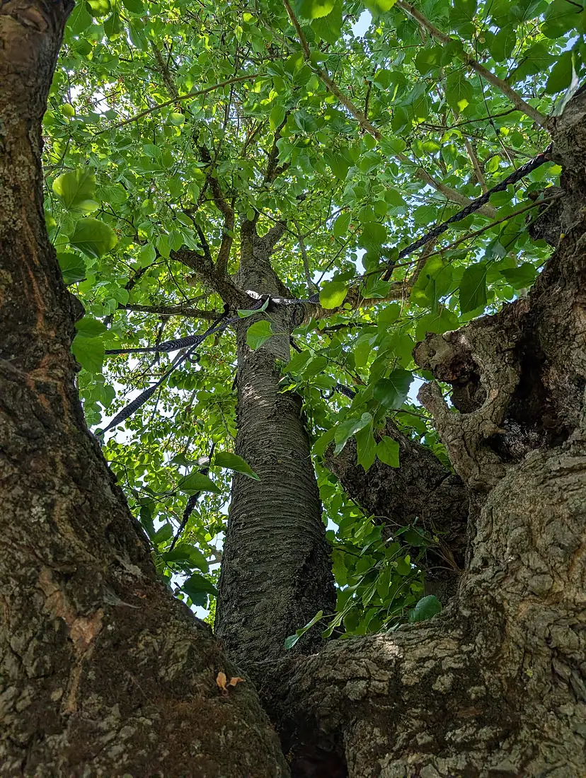 Bialbero di Casorzo (18560)
