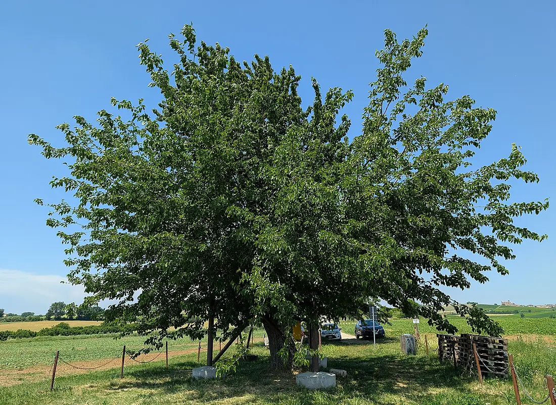 Bialbero di Casorzo (33491)