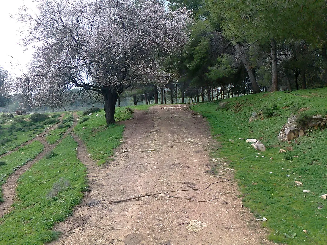 PikiWiki Israel 30112 Almond tree Biria Forest