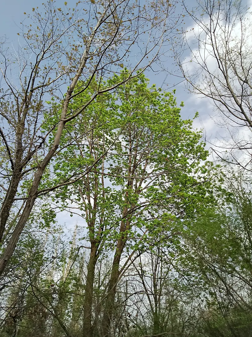 Botanical garden 25.04.2025. 13