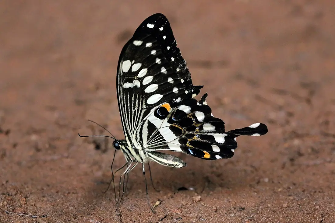 Western emperor swallowtail (Papilio menestheus) male Bobiri