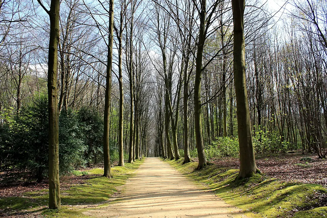 Alley in Bois de la Cambre