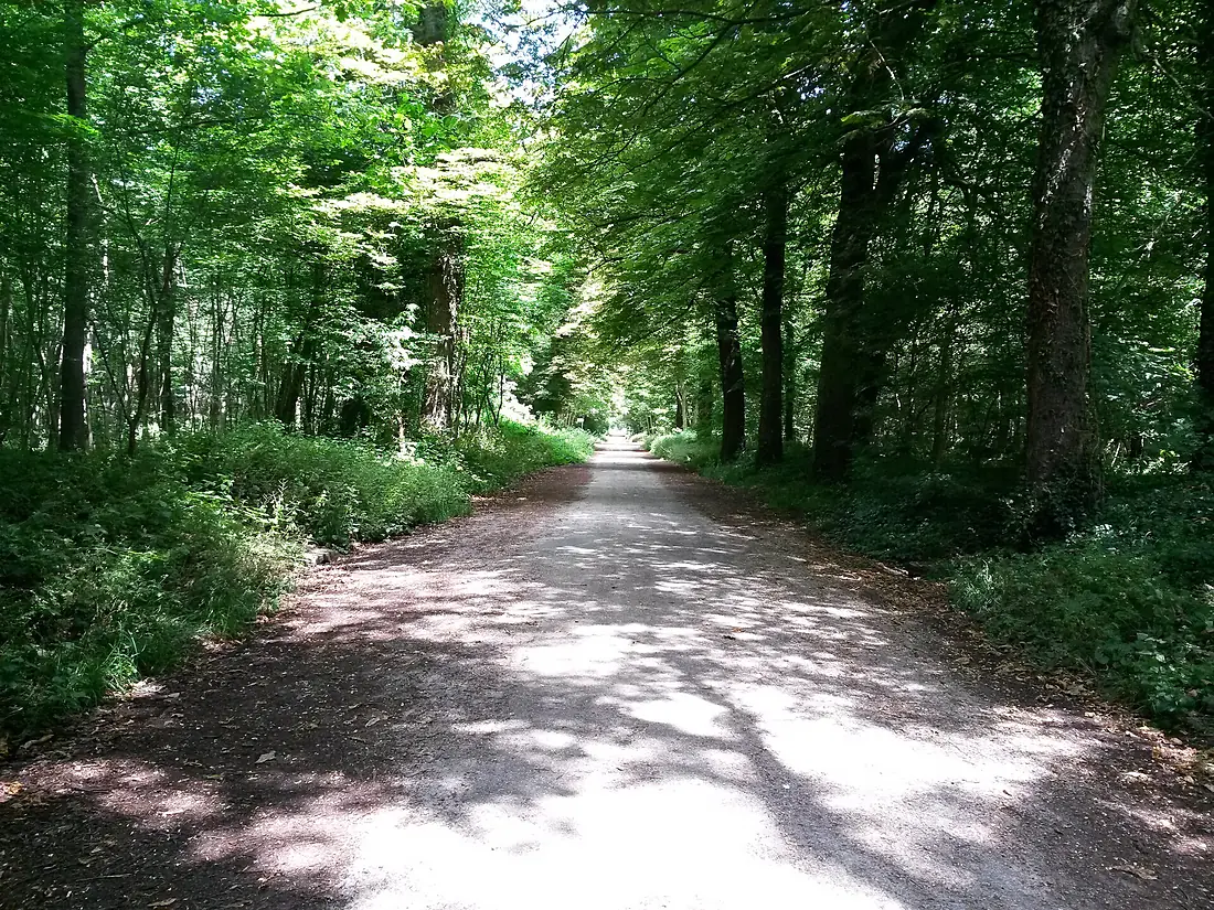Path in the Bois de Vincennes under the summer sun