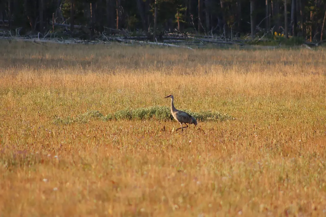 06 2022 01 FS Boise JH Sandhill crane 2 (52958827475)