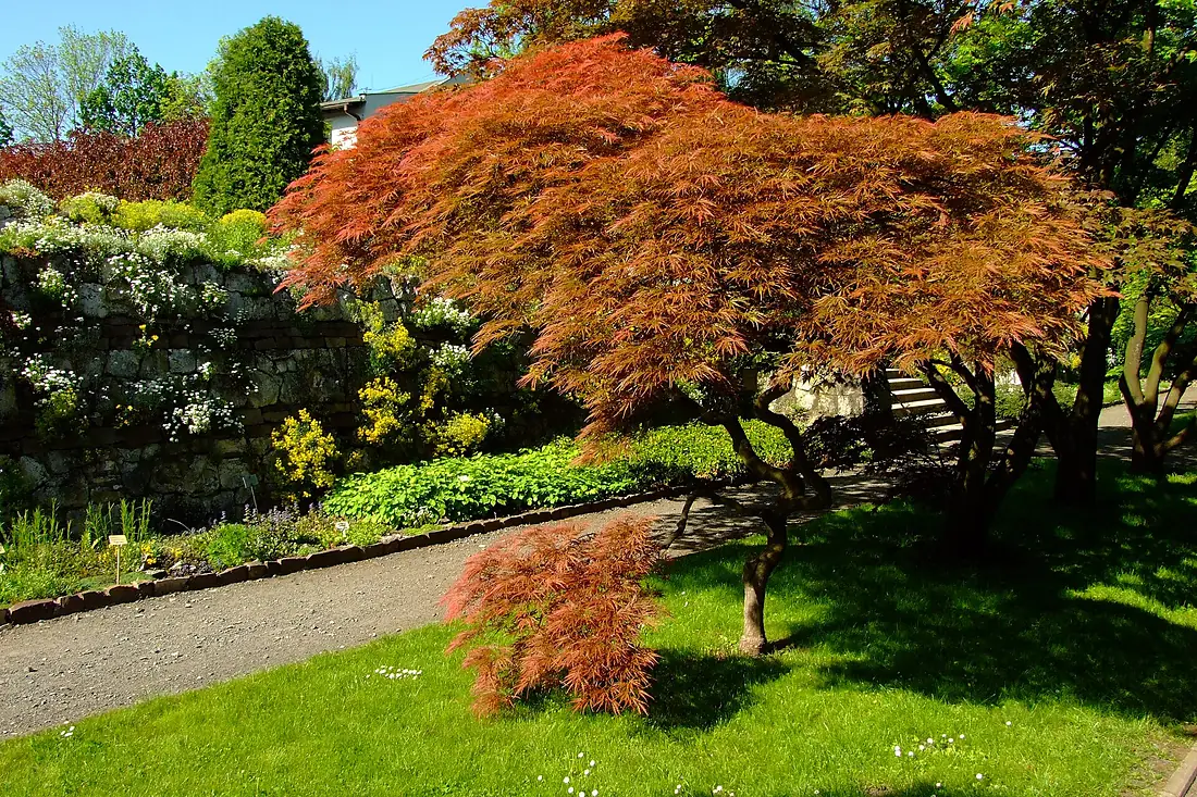 Ogród Botaniczny 002