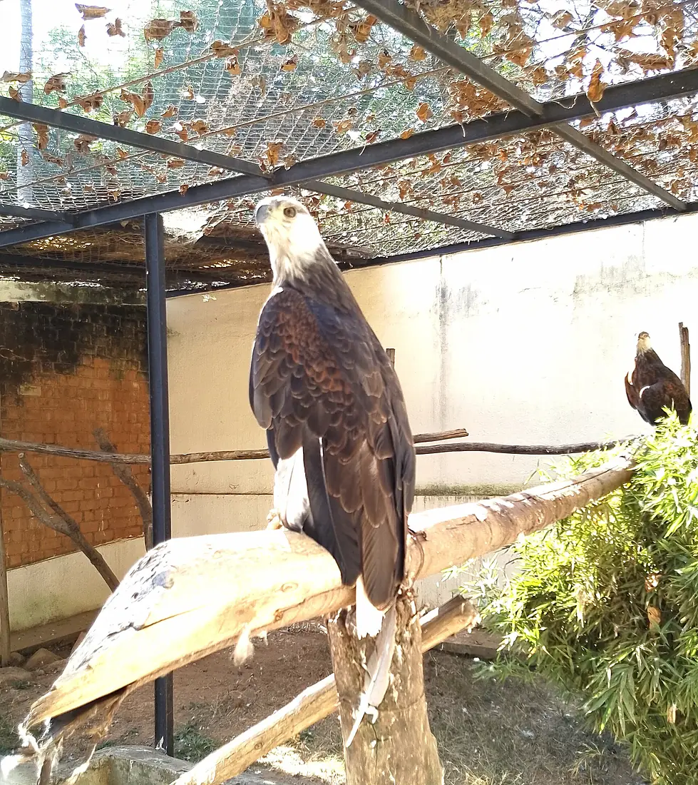 Ankoay dans le parc tsimbazaza