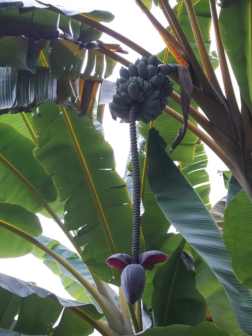 "Mata de Cambur" (Musa paradisiaca) en el Jardín Botánico de Mérida