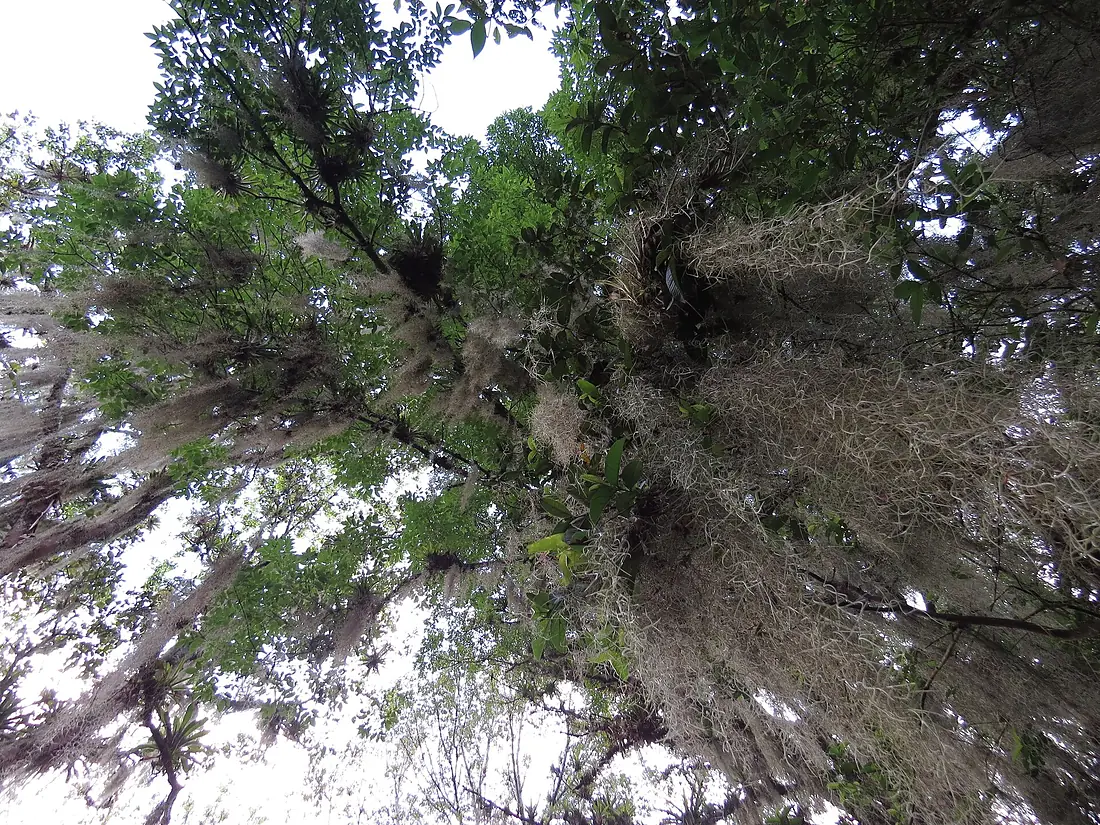 Arboles de Mérida
