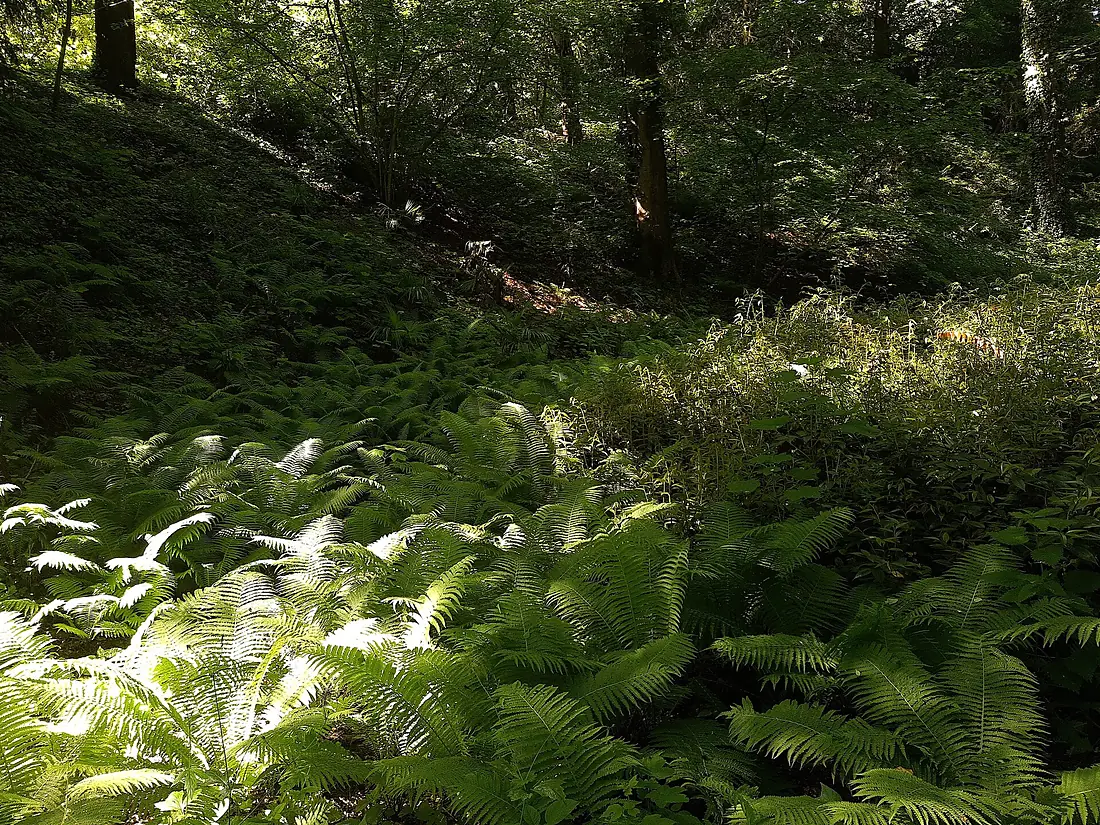 Fern valley, Rombergpark