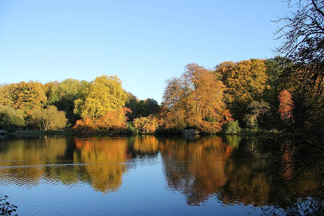 Herbst im Rombergpark - panoramio (12)