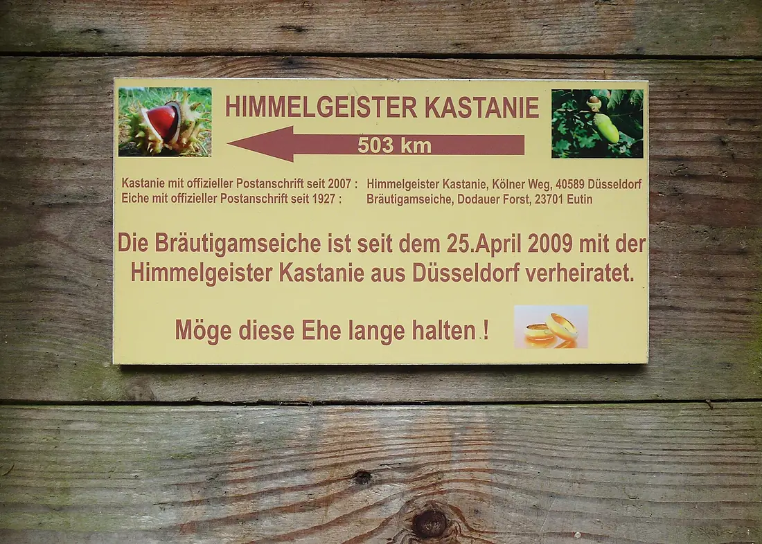 Bräutigamseiche Sept 2014e 02
