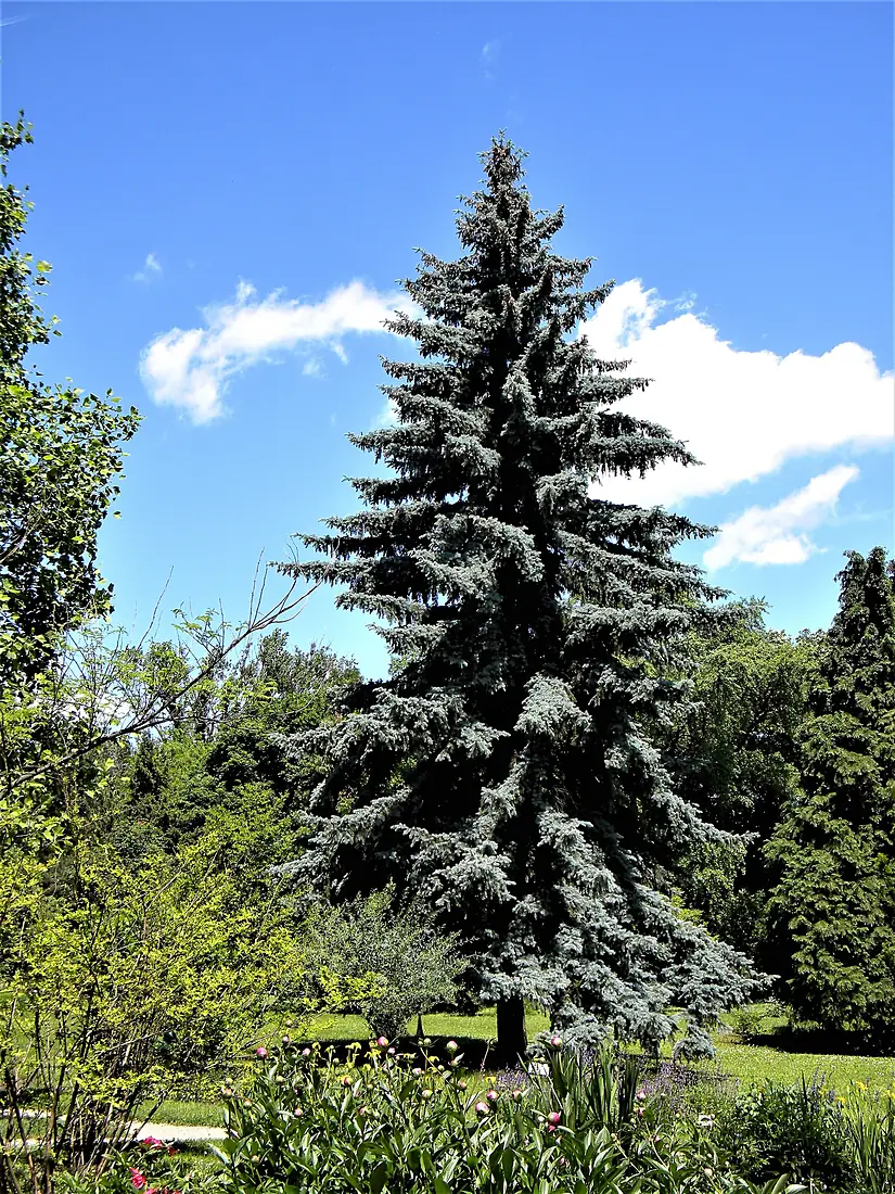 Bucuresti, Romania. GRADINA BOTANICA. Bradul in mai. (B-II-a-B-18508)