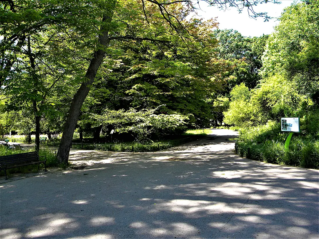 Bucuresti, Romania. GRADINA BOTANICA. Doua alei in parc. (B-II-a-B-18508)