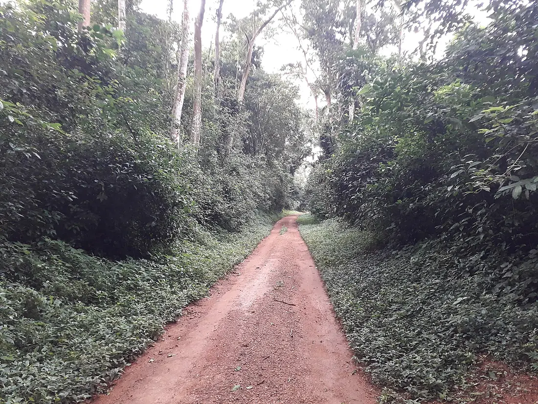 The Royal Mile - Budongo Forest - Uganda 20190918 081052