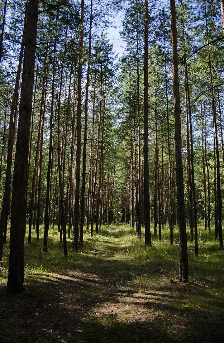 Бузулукский бор 1