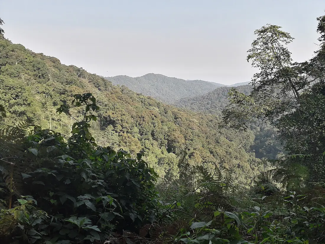 Bwindi Impenetrable National Park desde el Broadbill Forest Camp 20190925 085152