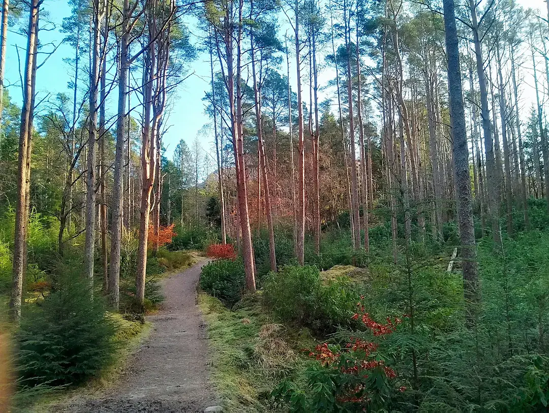 Caledonian scots pine forest at lochan glencoe