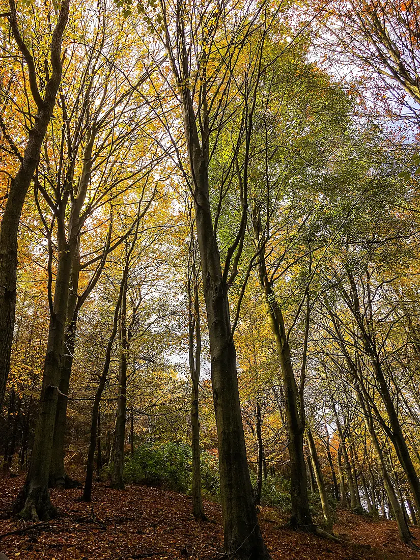 Brereton & Ravenhill, Cannock Chase, England