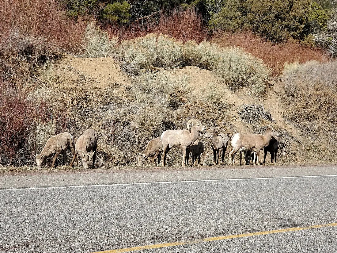 Bighorns at Questa